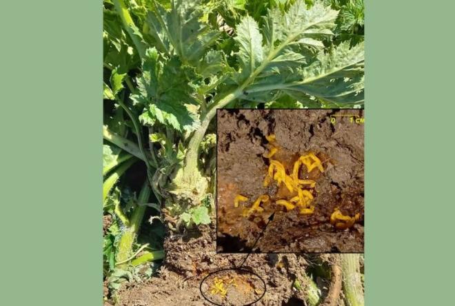 Огуречный комарик может уничтожать борщевик 