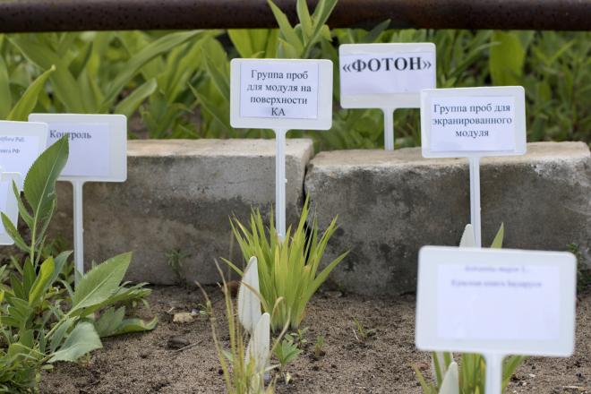 Краснокнижные виды растений отправят в космос для эксперимента