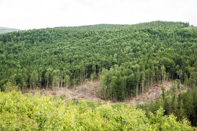 Счетная палата заявила, что в России есть достоверная информация только о 17% лесного фонда