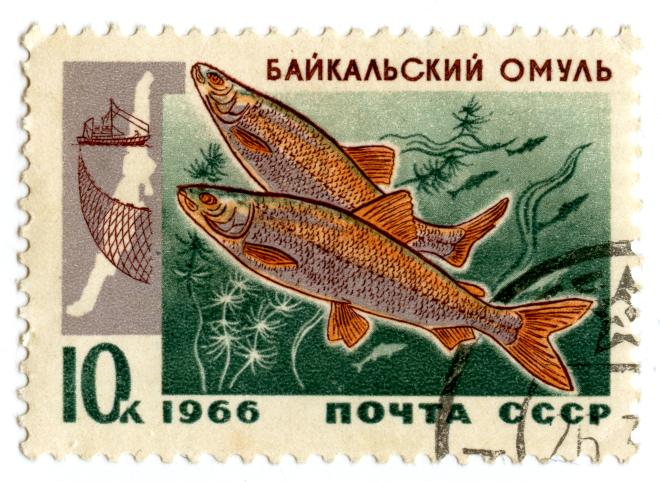 В Байкал выпустят миллионы мальков