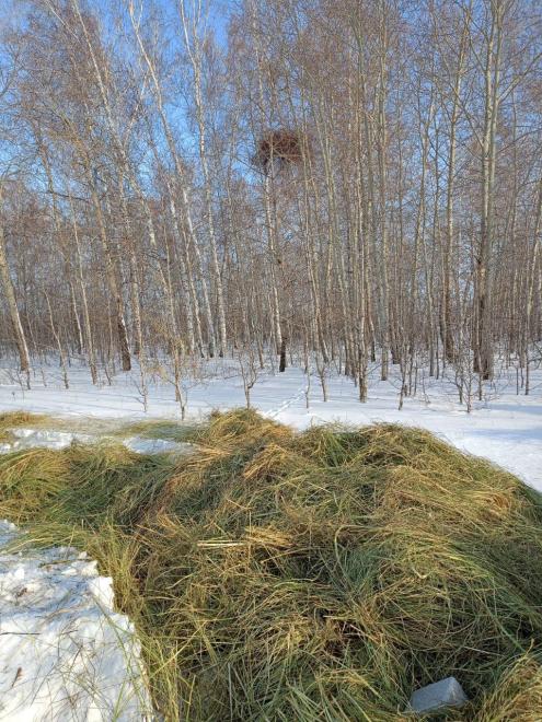 Город в Новосибирске держит оборону против косуль