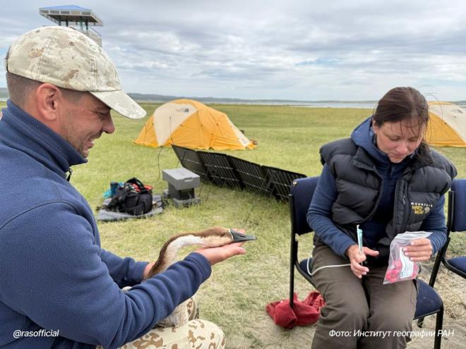 Ученые устанавливают объемы ртути, которые переносят перелетные птицы на китайско-российских миграционных путях Ученые устанавливают объемы ртути, которые переносят перелетные птицы на китайско-российских миграционных путях