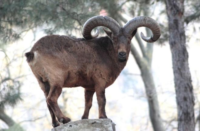 Более 60 горных туров погибло в заказнике Дагестана