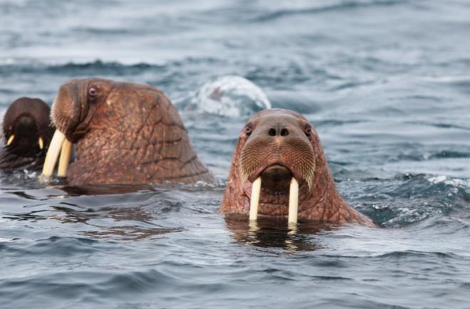Переход американских моржей к российским берегам обернулся для них смертью