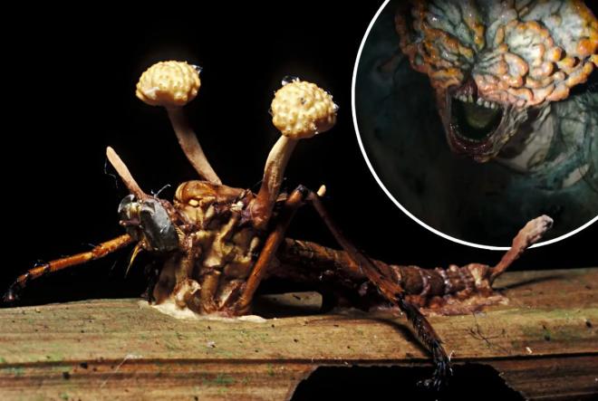 Создатель «Last Of Us» вдохновился природой 