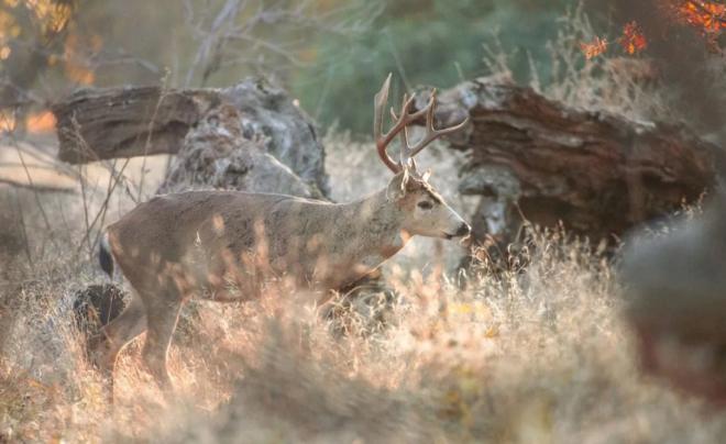 Заповедник в США наймет снайперов, чтобы убить 2000 оленей