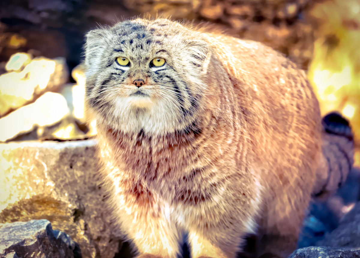 Самый пушистый дикий кот впервые попался в фотоловушку в заказнике  «Позарым» - «Экология России»