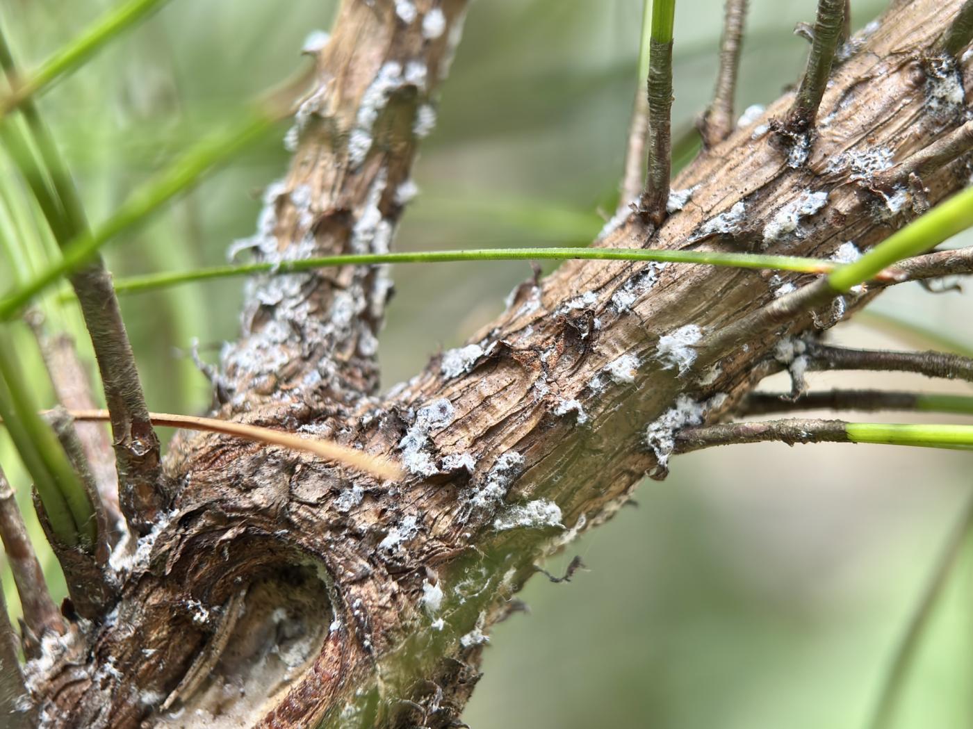 Новогодние хвойные клещи погибнут вместе с елкой 