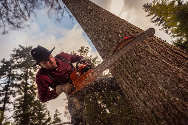 Бывшему лесному министру Иркутской области вынесли приговор за вырубку леса