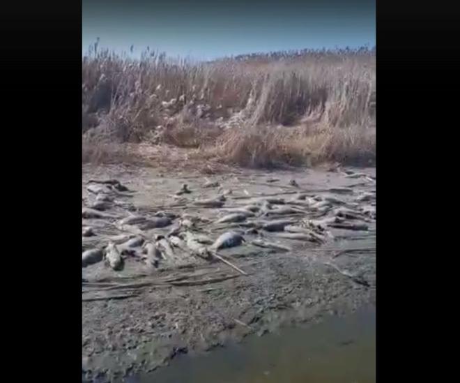 В Астраханской области проводят проверку по факту массовой гибели сазана