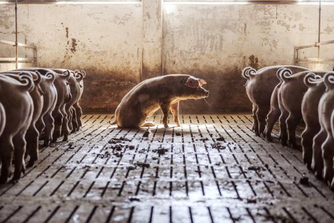 Следственный комитет запросил доклад о работе свинарника вблизи нацпарка