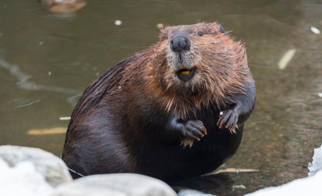 Бобры спасают водоемы от пересыхания и адаптируют их к изменению климата