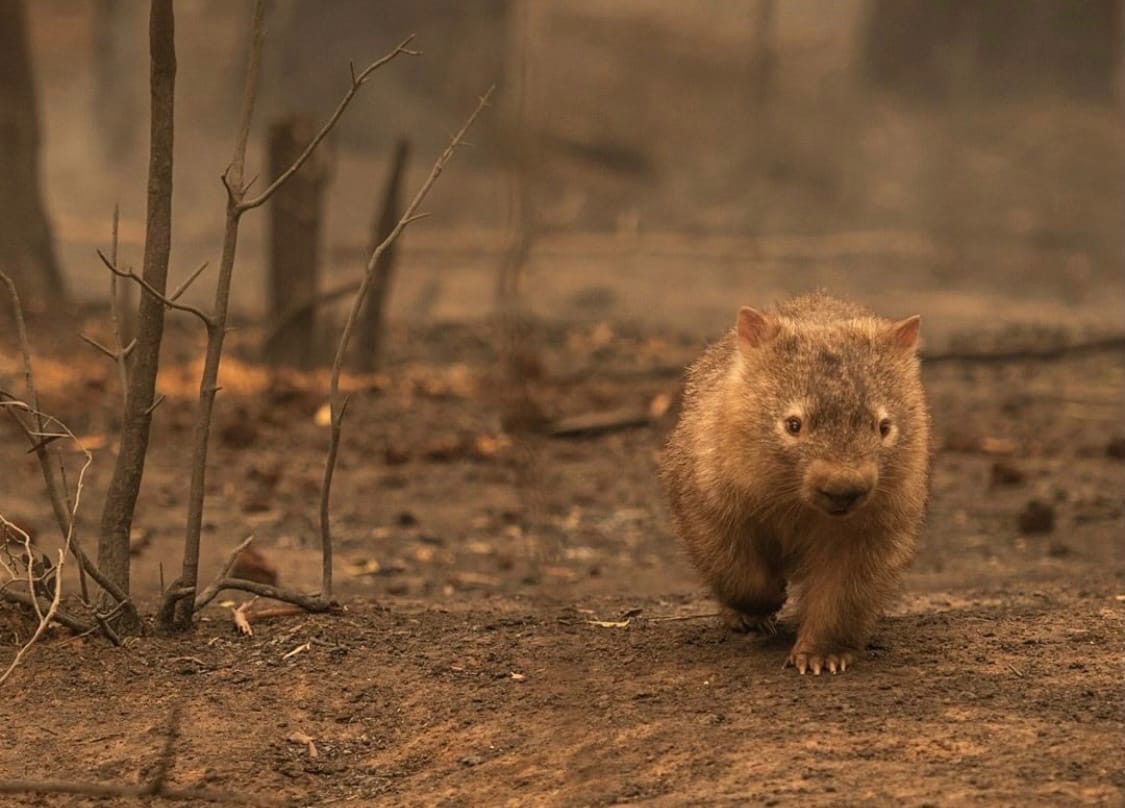 Австралия может навсегда потерять коал - «Экология России»
