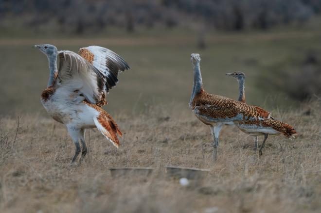 Наука и бизнес объединяются ради будущего большой дрофы 