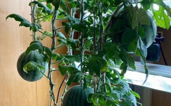 Российские ученые вырастили арбузы в самом холодном месте Земли