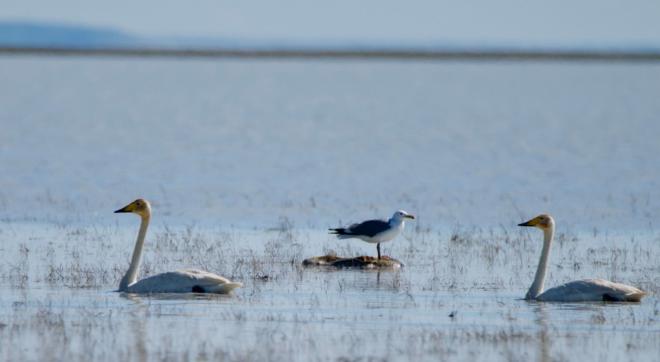 В России возрождается уникальный вид гуся-сухоноса