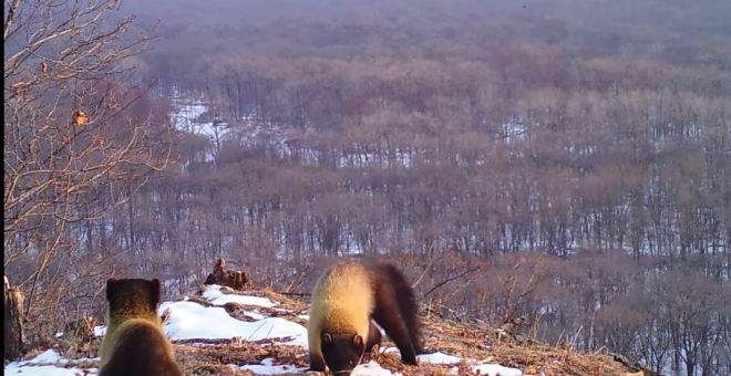 Докаркалась: ворона спугнула пару харз