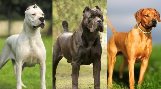 Контроль за выгулом опасных собак обсудили в Госдуме