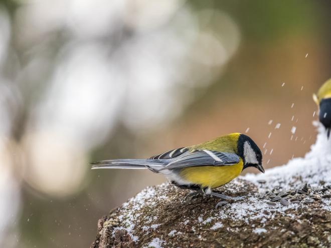 Ученые назвали синиц гениями эпизодической памяти