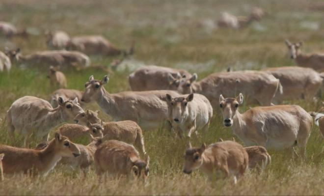 1 миллион сайгаков могут уничтожить в ближайшее время 