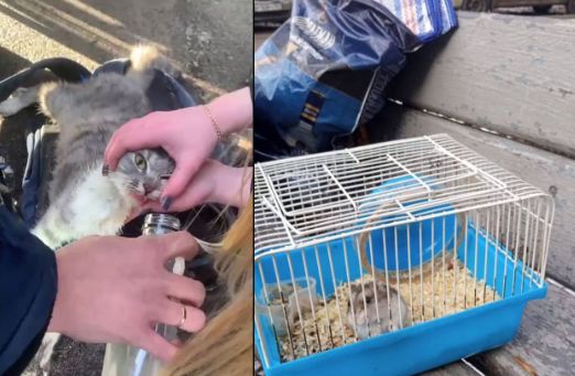 Пять дней домашние питомцы были заперты в аварийном доме в Ростове