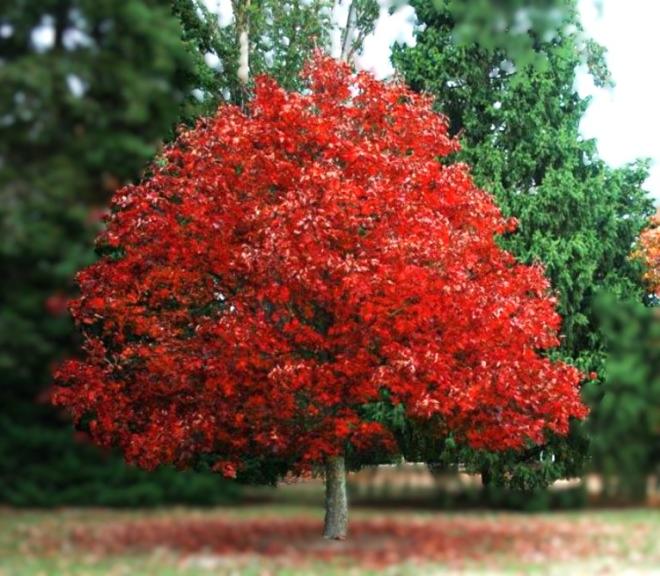 Почему не стоит покупать семена красного дуба на массмаркете