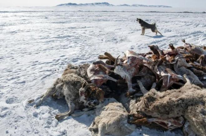 Два миллиона животных погибли в Монголии из-за морозов