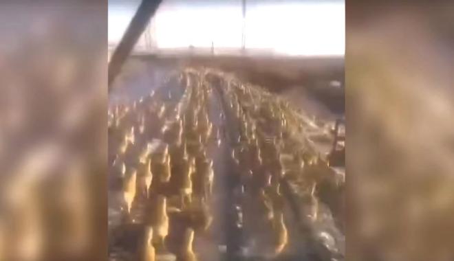 Прокуратура проверит ЧП после наезда поезда на стадо краснокнижных дзеренов