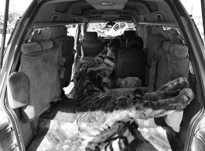 Туша амурского тигра найдена в багажнике автомобиля