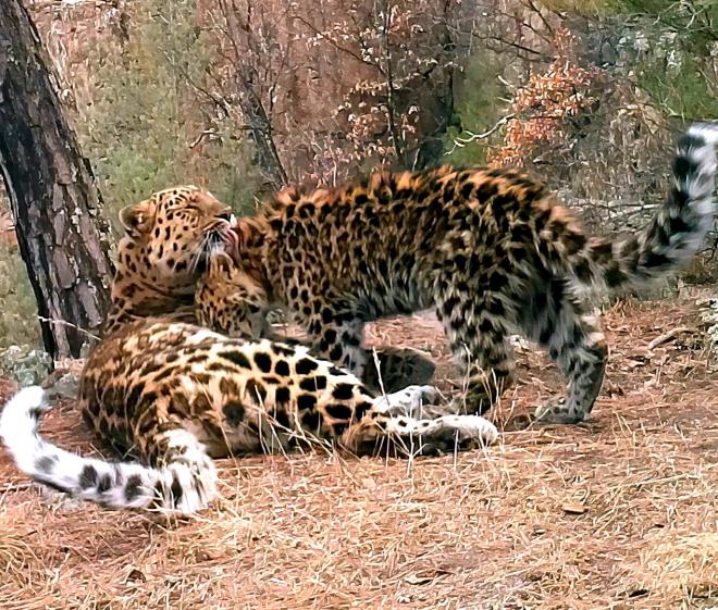 Самка леопарда кормит малыша в Приморье. Нацпарк «Земля леопарда»