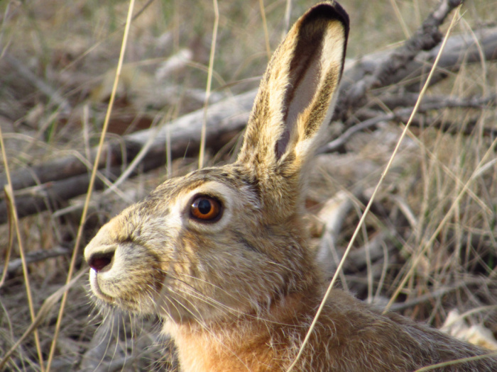«Портрет зайца» «Портрет зайца»