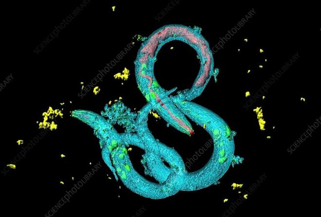Экологический стресс разбудил в червях сексуальность