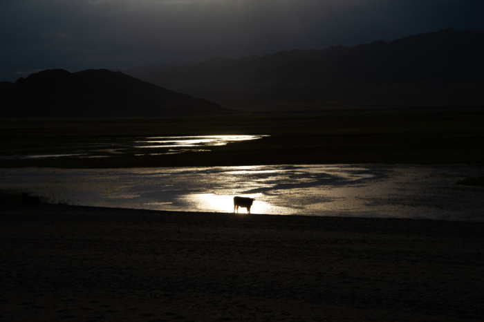 Вечерний бычок Вечерний бычок