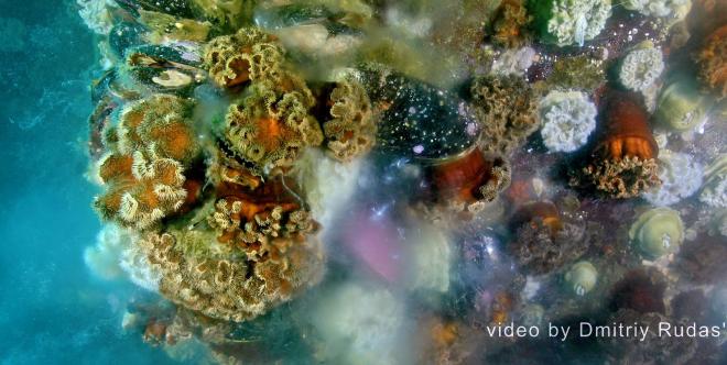 Подводную «галактику» впервые засняли в Приморском крае