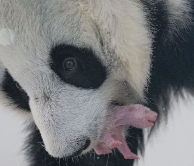 Родился первый в истории России детёныш панды