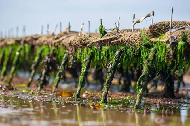 На дне Белого моря могут установить фермы для искусственного выращивания водорослей