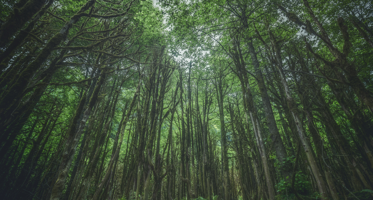 Доклад по теме Владельцы леса и экология