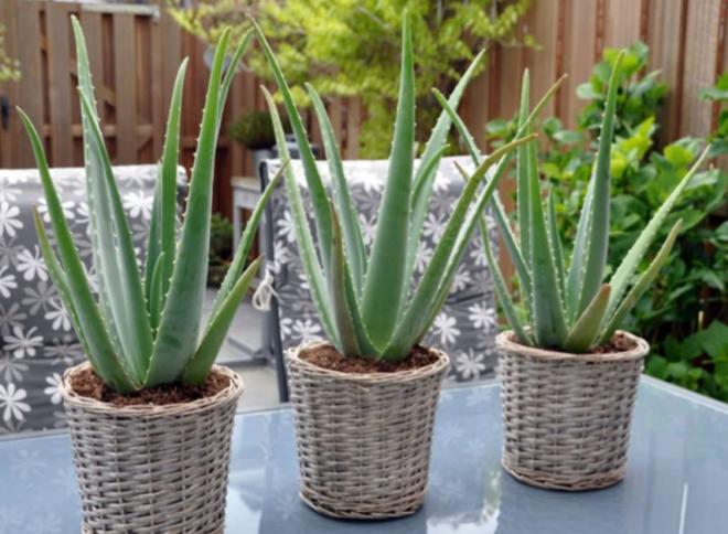 Лекарственные растения, которые можно вырастить дома Лекарственные растения, которые можно вырастить дома