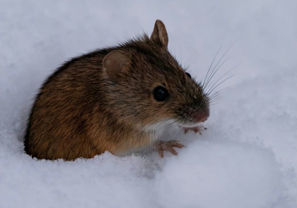 Эксперты прогнозируют нашествие мышей: домашние коты не справятся с  грызунами - «Экология России»