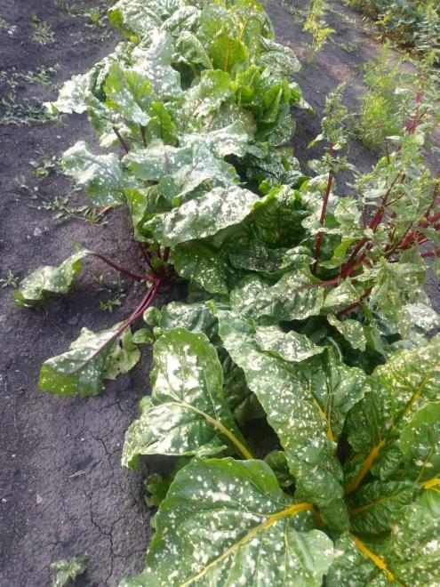 Огороды жителей в Рязанской области пострадали от распыления с самолетов