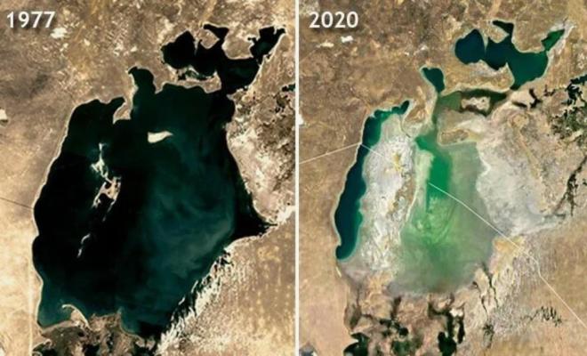 На осушенном дне Аральского моря высадили более 50 млн саженцев саксаула