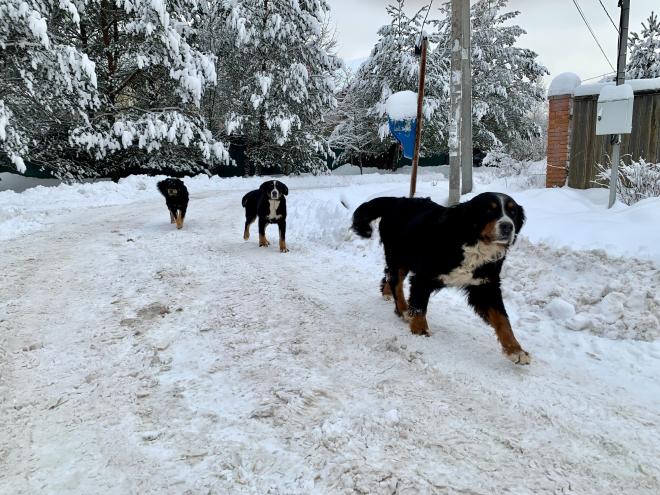 Бродячие собаки – опасное биоразнообразие, которое вышло из-под контроля 
