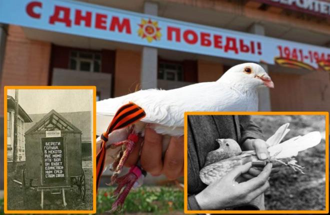 Более 30 000 голубей служило в Красной Армии. Как птицы помогали в годы войны нашим солдатам
