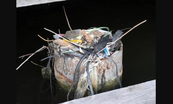 Птицы все чаще стали вить гнезда, используя пластик