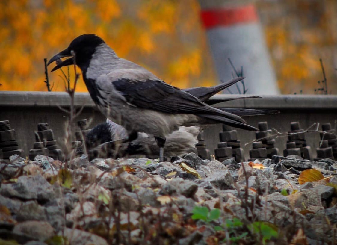 В казанском парке гибнут голуби и вороны: орнитологи назвали несколько  причин - «Экология России»