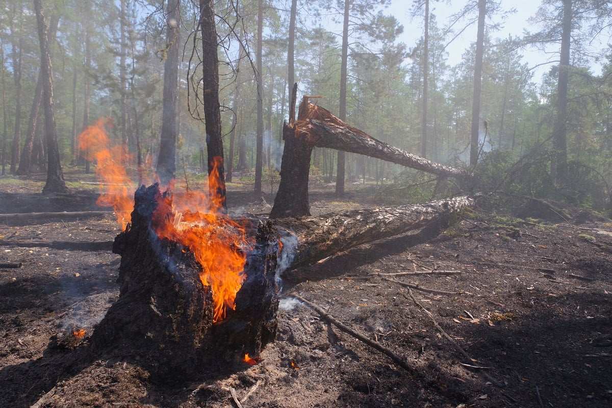 Очаг лесного пожара