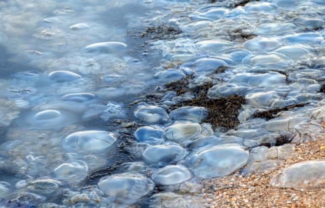 Массовый выброс медуз на побережье Азовского моря происходит из-за смыва удобрений в воду