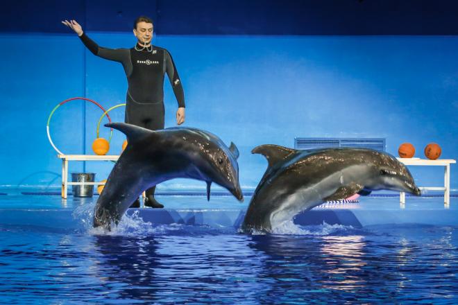 Приморский океанариум проверяет прокуратура