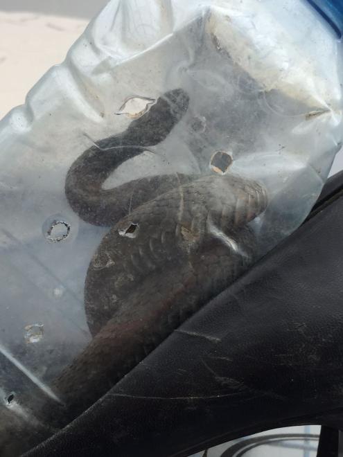 Гадюку в пластиковой бутылке нашли на улице Санкт-Петербурга