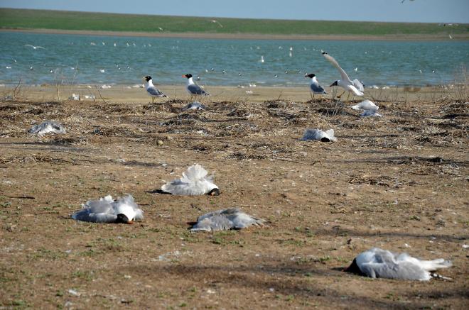 Ученый сообщает о гибели краснокнижных птиц в заповеднике «Ростовский»